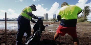 La limpieza del sargazo moviliza a voluntarios en Puerto Rico para salvar la vida marina
