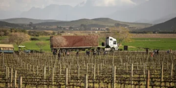 Los granjeros blancos sudafricanos que defiende Trump, primeras víctimas de sus aranceles