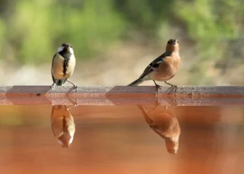 ¿Cómo se divorcian las aves antes de que llegue la época reproductiva?