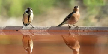 ¿Cómo se divorcian las aves antes de que llegue la época reproductiva?