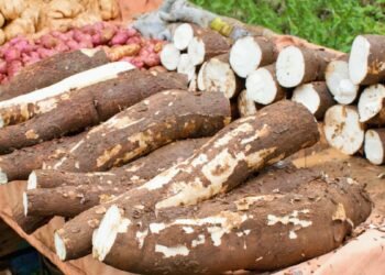 Experto agropecuario considera una «vergüenza» altos precios de yuca y batata