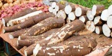 Experto agropecuario considera una «vergüenza» altos precios de yuca y batata