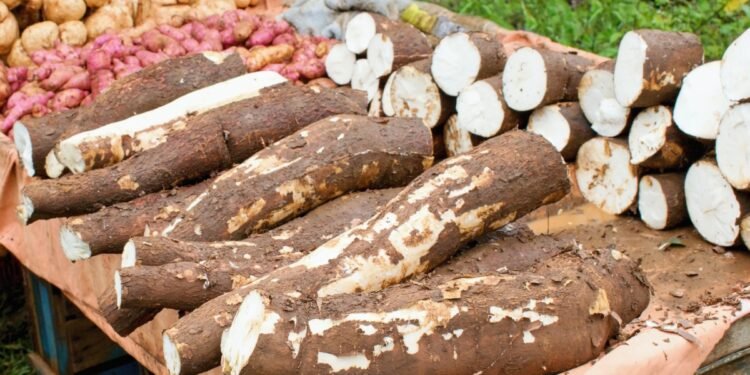 Experto agropecuario considera una «vergüenza» altos precios de yuca y batata