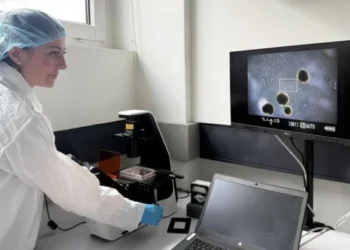 Los minicerebros humanos desarrollados por científicos para ‘alimentar’ computadoras