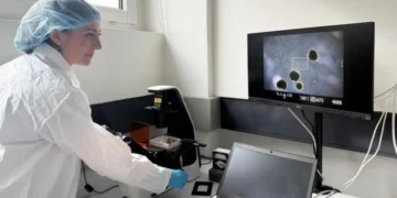 Los minicerebros humanos desarrollados por científicos para ‘alimentar’ computadoras