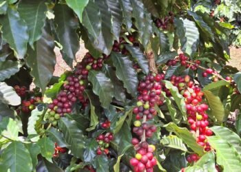 Caficultores del sur demandan alternativa ante el riesgo de perder cosecha de café