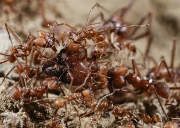 Encuentran unas 10.000 hormigas venenosas en un barco chino atracado en el puerto de Tokio