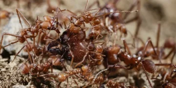 Encuentran unas 10.000 hormigas venenosas en un barco chino atracado en el puerto de Tokio