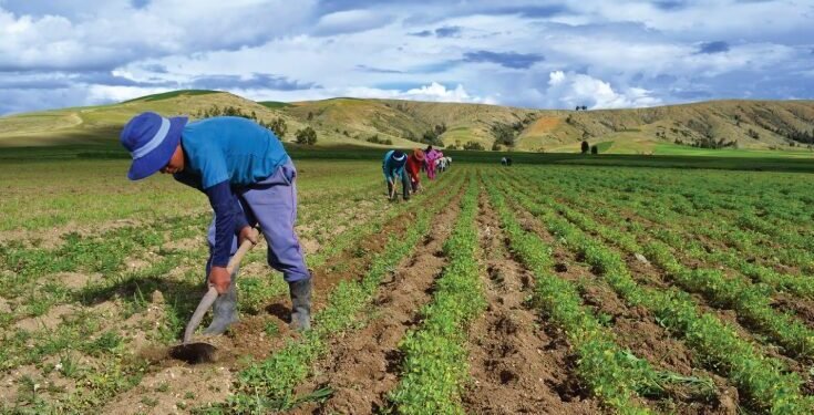 “Gobierno sigue relegando el agro, ahora sólo le asigna el 1.18% del Presupuesto 2026.