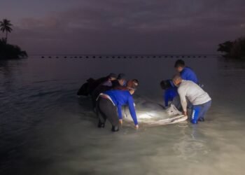 Jean Pedro, el manatí rescatado en San Pedro de Macorís, vuelve a su hogar