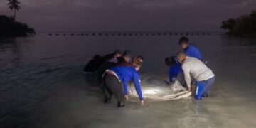 Jean Pedro, el manatí rescatado en San Pedro de Macorís, vuelve a su hogar