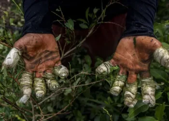 Qué papel juega realmente Venezuela en el narcotráfico y cómo se compara al de México y Colombia, los países a los que Trump advirtió tras la captura de Maduro