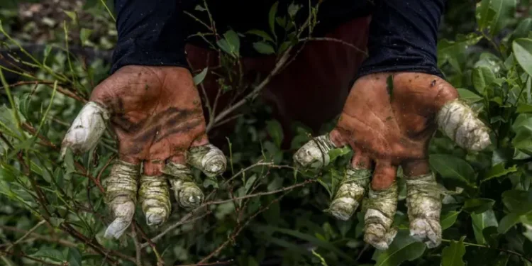 Qué papel juega realmente Venezuela en el narcotráfico y cómo se compara al de México y Colombia, los países a los que Trump advirtió tras la captura de Maduro