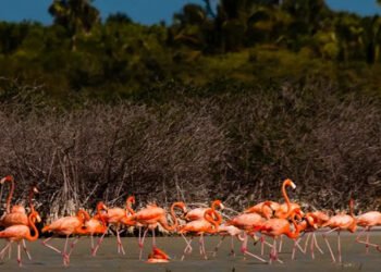 UASD tilda de estafa al Estado sentencia que permite recortar Parque Jaragua
