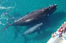 Día Mundial de las Ballenas