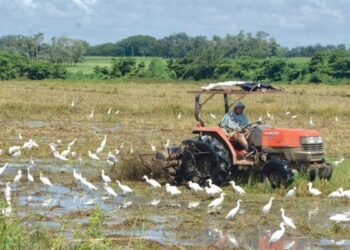 PRM ha propiciado catástrofe agropecuaria. El virus de las importaciones