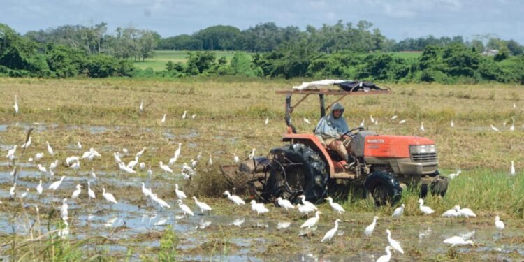 PRM ha propiciado catástrofe agropecuaria. El virus de las importaciones