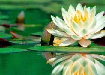 Tercer mes/Curiosidades de marzo: desde un eclipse lunar hasta el inicio de la primavera