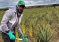 El “Oro Verde” de Monte Cristi: La multinacional que mueve US$8 millones