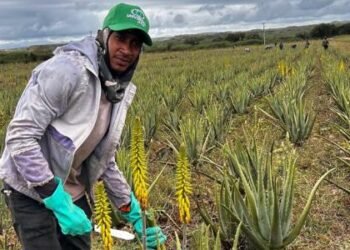 El “Oro Verde” de Monte Cristi: La multinacional que mueve US$8 millones