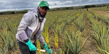 El “Oro Verde” de Monte Cristi: La multinacional que mueve US$8 millones