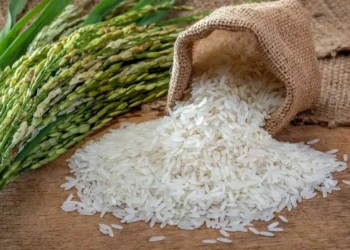 La región Norte concentra el 91.5% de la producción nacional de arroz