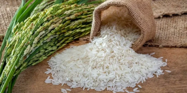 La región Norte concentra el 91.5% de la producción nacional de arroz