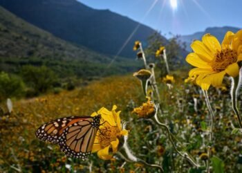 Hoy comienza la primavera en el hemisferio norte con ambiente favorable para lluvias en RD