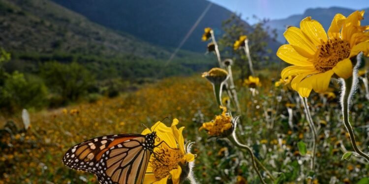 Hoy comienza la primavera en el hemisferio norte con ambiente favorable para lluvias en RD