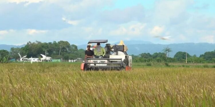 Producción de arroz cae mientras crecen importaciones en República Dominicana
