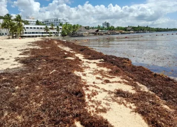 Investigadores obtienen energía del sargazo y logran separar el arsénico del alga
