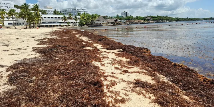Investigadores obtienen energía del sargazo y logran separar el arsénico del alga