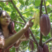 De Australia a Oriente Medio: las hermanas dominicanas que llevan el cacao del país al mundo