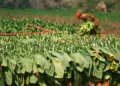 Tabaco: el cultivo que República Dominicana no puede abandonar aunque quiera