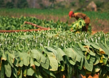Tabaco: el cultivo que República Dominicana no puede abandonar aunque quiera