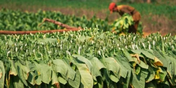 Tabaco: el cultivo que República Dominicana no puede abandonar aunque quiera