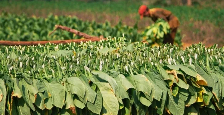 Tabaco: el cultivo que República Dominicana no puede abandonar aunque quiera