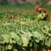 Tabaco: el cultivo que República Dominicana no puede abandonar aunque quiera