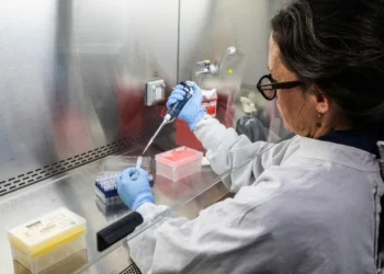 ¿Qué saben los científicos argentinos sobre el Hantavirus Andes?