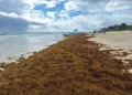 Fundación Puntacana: RD puede ser el centro global para resolver crisis del sargazo