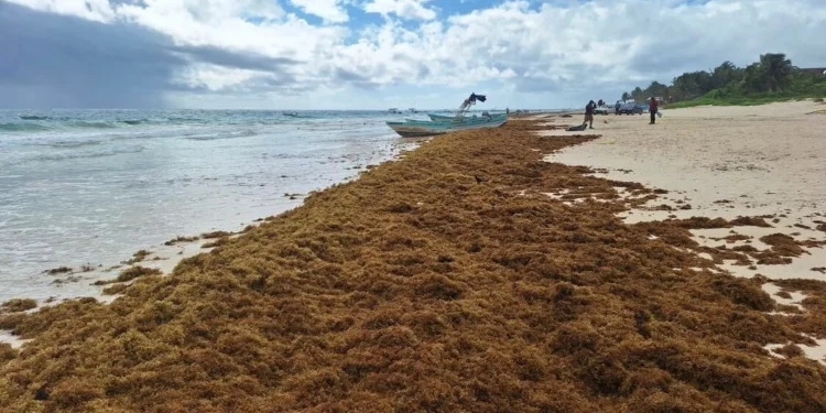 Fundación Puntacana: RD puede ser el centro global para resolver crisis del sargazo