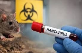La OMS alerta sobre el hantavirus: «Es una enfermedad grave»