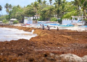 El sargazo cubre las aguas de las principales playas dominicanas