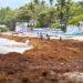 El sargazo cubre las aguas de las principales playas dominicanas