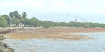 El sargazo afecta la costa de Neiba y Barahona