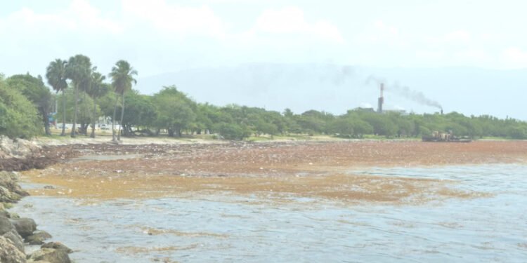 El sargazo afecta la costa de Neiba y Barahona