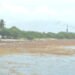 El sargazo afecta la costa de Neiba y Barahona