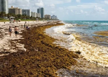 Buscan convertir el sargazo en comida debido a altos niveles de presencia en playas