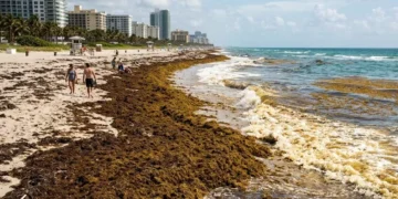 Buscan convertir el sargazo en comida debido a altos niveles de presencia en playas