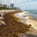 Buscan convertir el sargazo en comida debido a altos niveles de presencia en playas